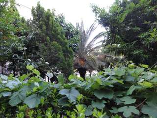 Апартаменты Apartment Savin Херцег-Нови Апартаменты-70